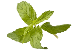 Trans-Resveratrol